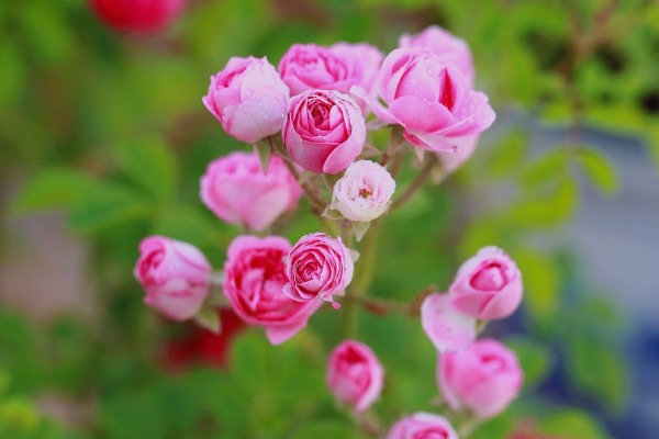 聖誕薔薇花語