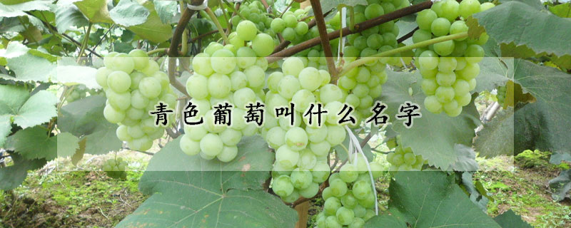 青色葡萄叫什麼名字