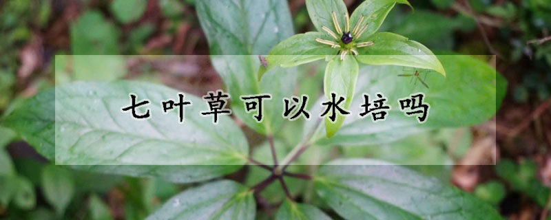 七葉草可以水培嗎