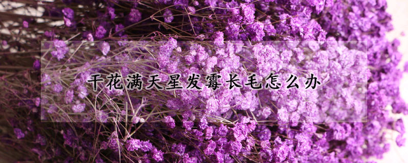 幹花滿天星發黴長毛怎麼辦