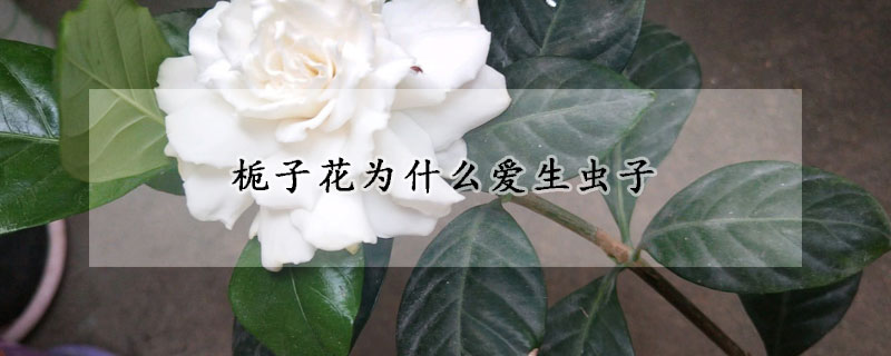 梔子花為什麼愛生蟲子