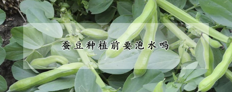 蠶豆種植前要泡水嗎