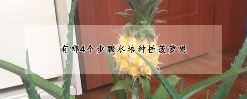 有哪4個步驟水培種植菠蘿呢