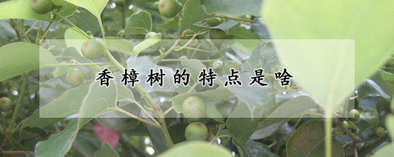 香樟樹的特點是啥