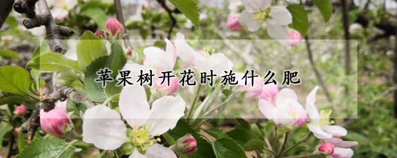 蘋果樹開花時施什麼肥