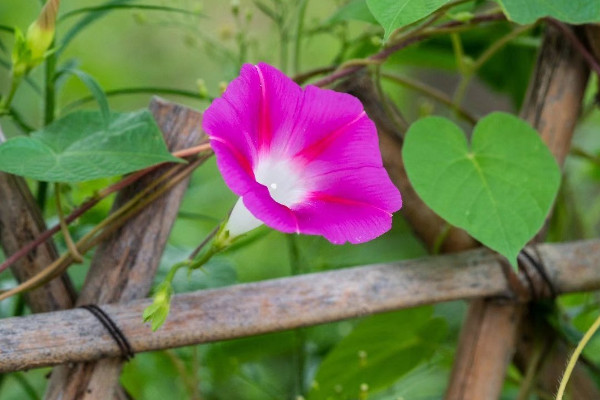 牽牛花花語是什麼