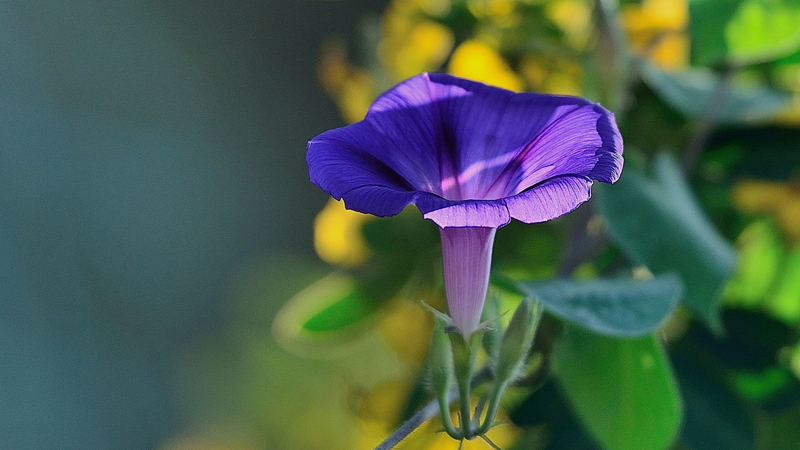 牽牛花花語是什麼