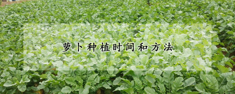 蘿卜種植時間和方法