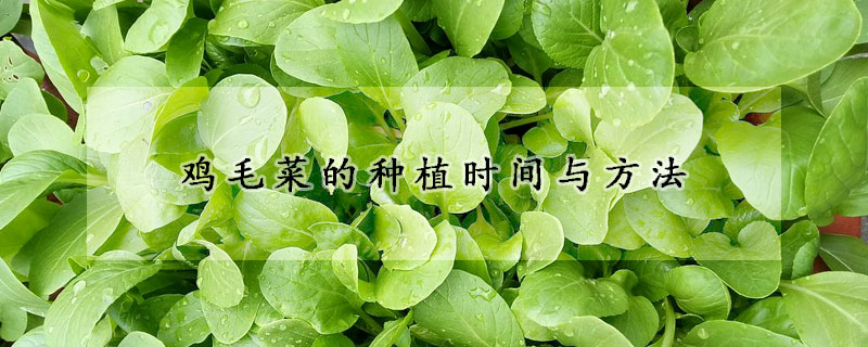 雞毛菜的種植時間與方法