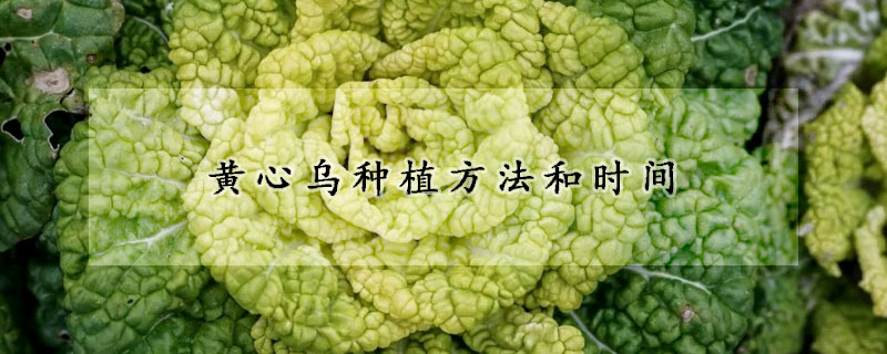 黃心烏種植方法和時間