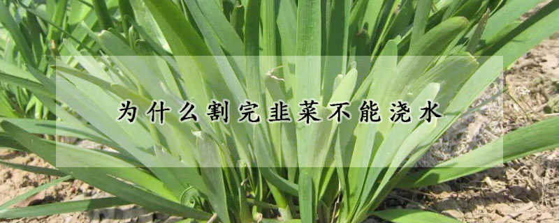 為什麼割完韭菜不能澆水