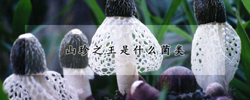 山珍之王是什麼菌類