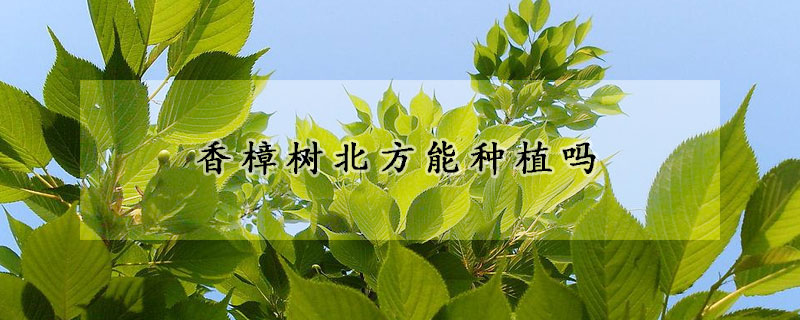 香樟樹北方能種植嗎