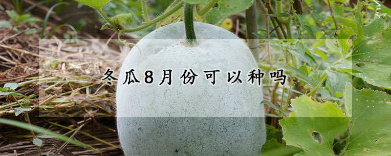 冬瓜8月份可以種嗎