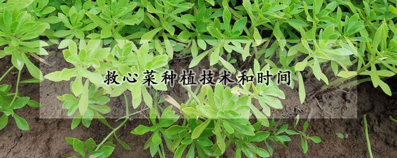 救心菜種植技術和時間