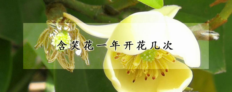 含笑花一年開花幾次