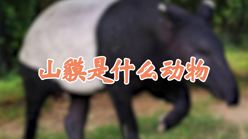 山貘是什麼動物