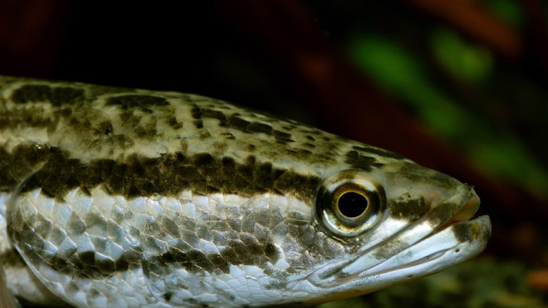 黑魚是什麼魚?