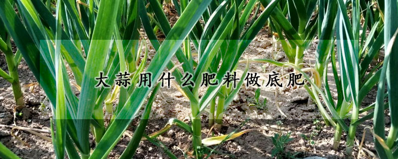 大蒜用什麼肥料做底肥