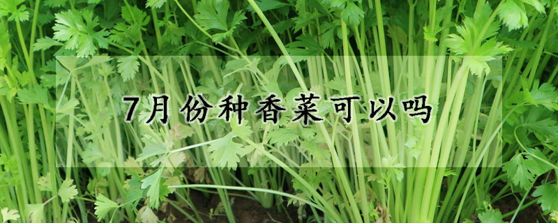 7月份種香菜可以嗎