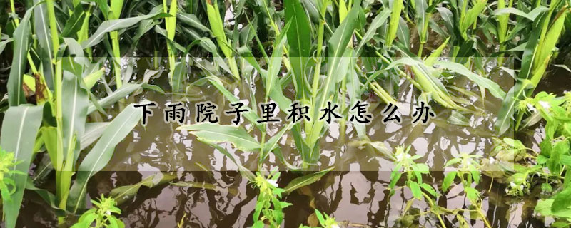 下雨院子裏積水怎麼辦