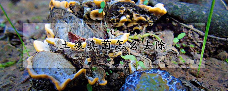 土壤真菌怎麼去除