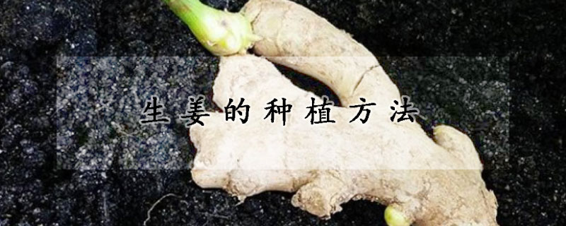 生薑的種植方法