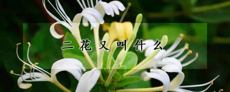 二花又叫什麼