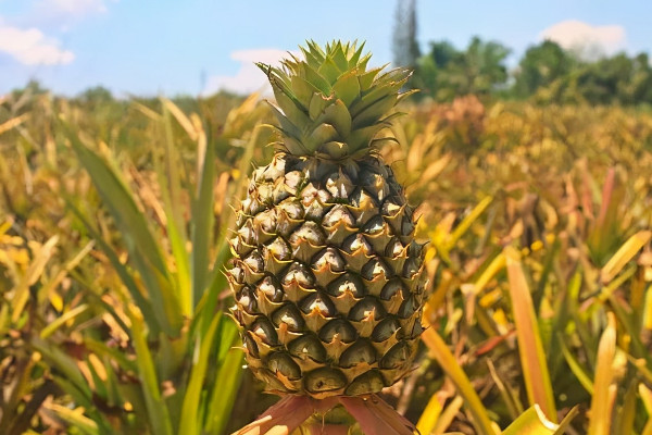 菠蘿和鳳梨的區別是什麼