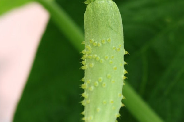 黃瓜是什麼