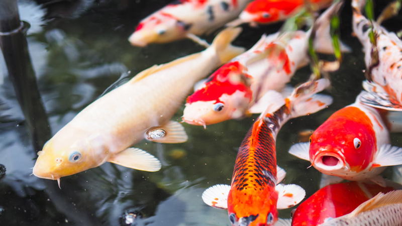 鯉魚草魚喂什麼料最好