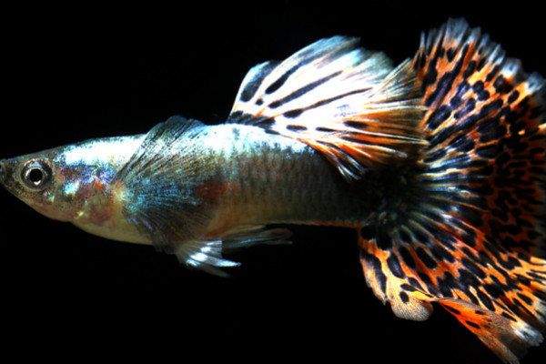 鳳尾魚怎麼養