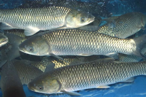 鯉魚草魚喂什麼料最好