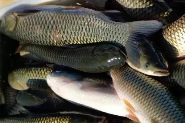 鯉魚草魚喂什麼料最好