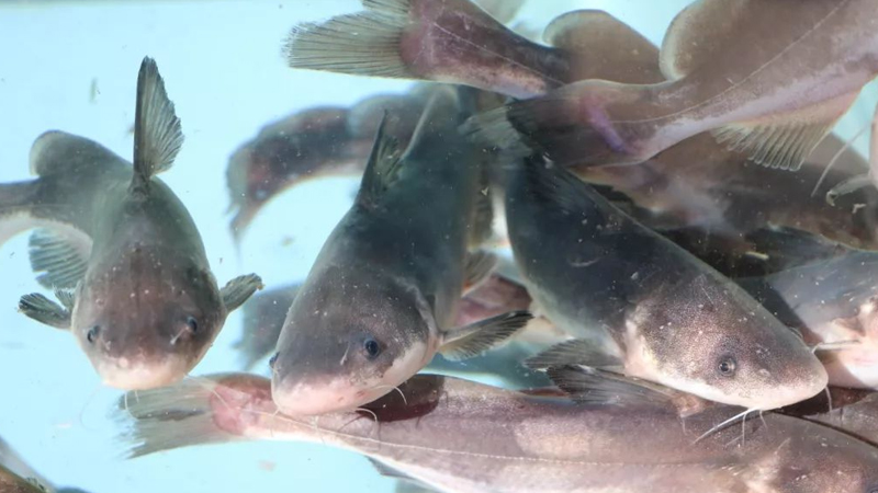 江團魚是什麼魚