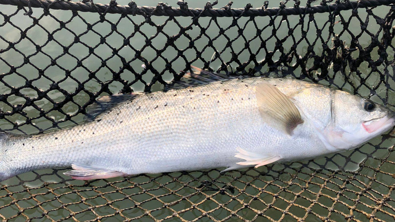 海鱸魚長什麼樣