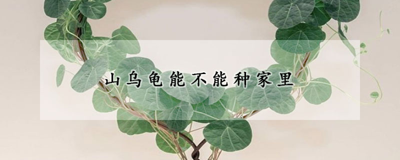 山烏龜能不能種家裏