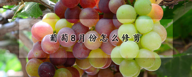 葡萄8月份怎麼修剪