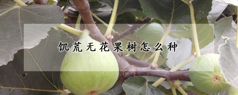 饑荒無花果樹怎麼種