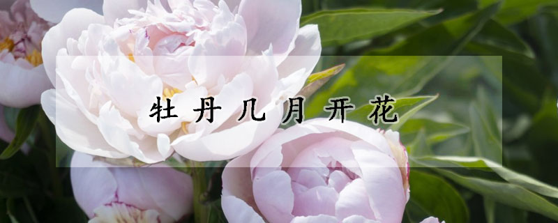 牡丹幾月開花