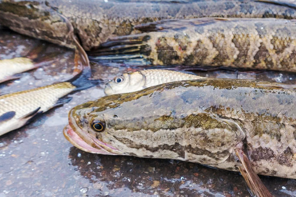 火頭魚是什麼魚