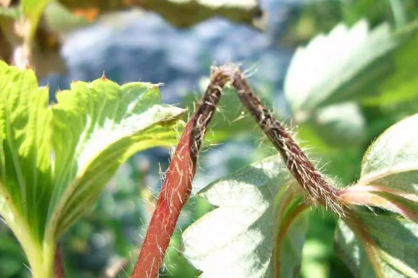 草莓斷頭病是什麼原因引起的