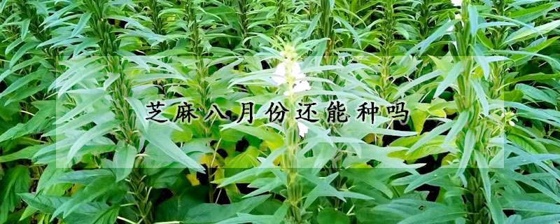 芝麻八月份還能種嗎