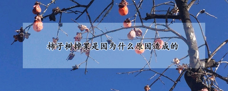 柿子樹掉果是因為什麼原因造成的