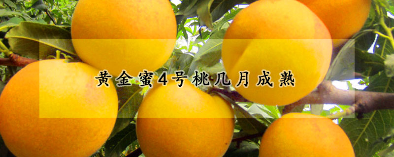 黃金蜜4號桃幾月成熟