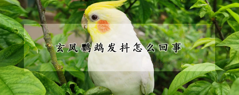 玄鳳鸚鵡發抖怎麼回事