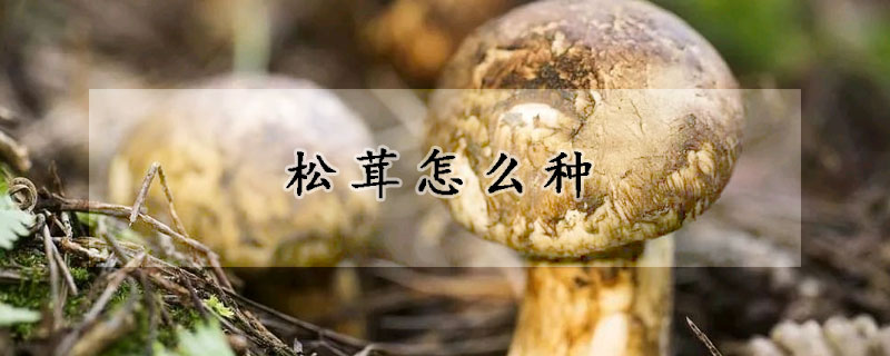 鬆茸怎麼種