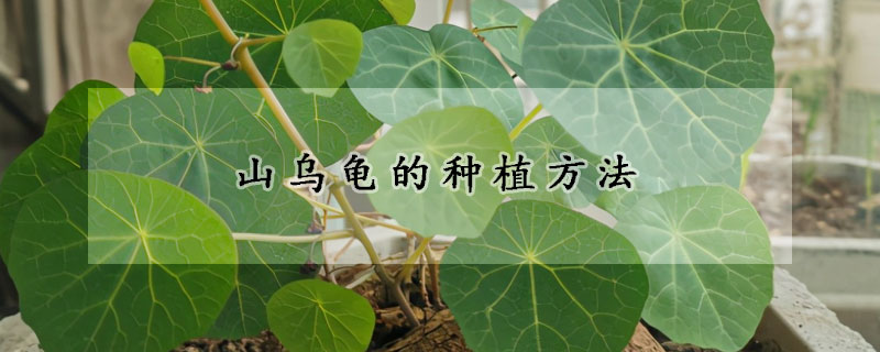 山烏龜的種植方法