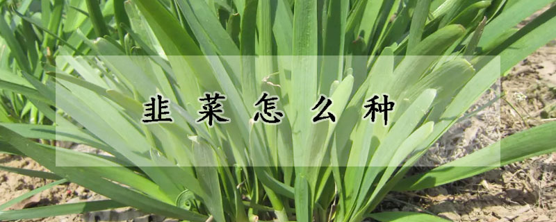 韭菜怎麼種