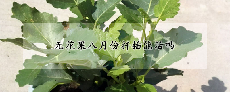 無花果八月份扡插能活嗎